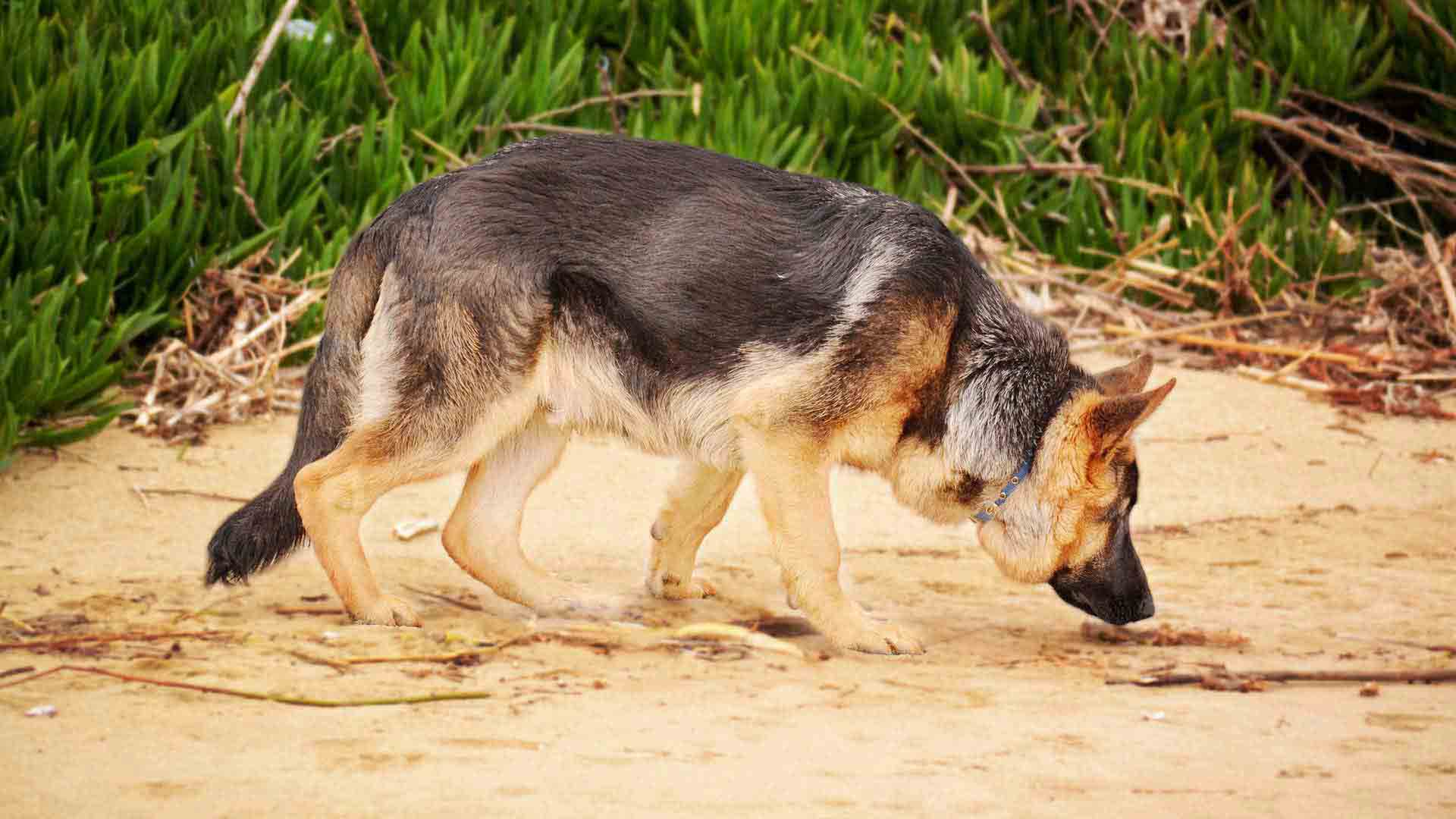 hundeführer-hundestaffel-hintergrund